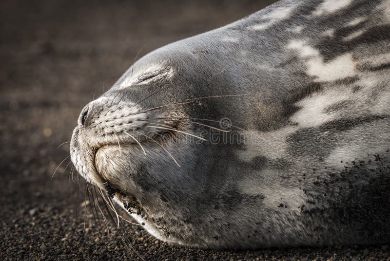 Weddell seal resting on an antartica beach,Antartic Peninsula. Weddell seal resting on an antartica beach,Antartic Peninsula