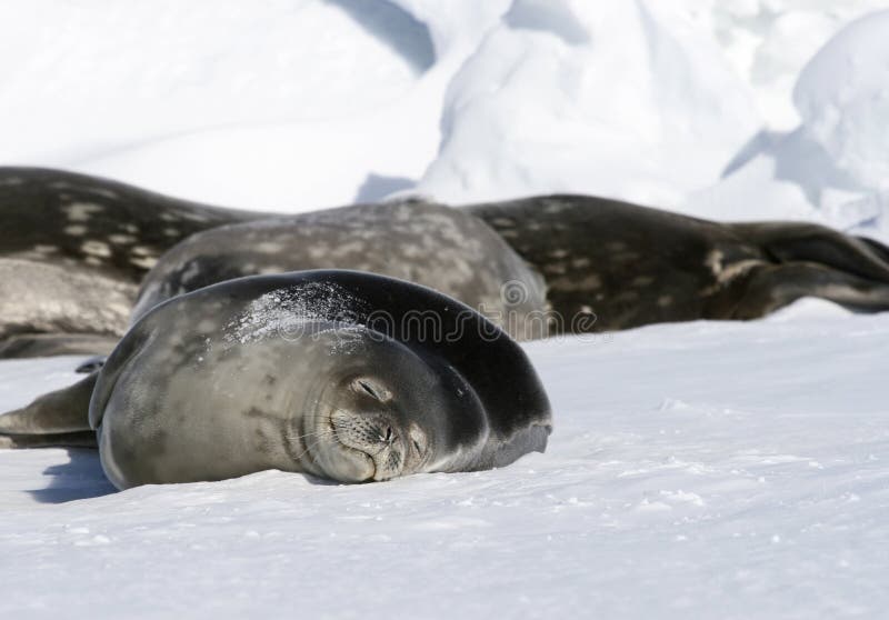 Weddell seals (Leptonychotes weddelli) resting on the sea ice in the Weddell Sea, Antarctica. Weddell seals (Leptonychotes weddelli) resting on the sea ice in the Weddell Sea, Antarctica