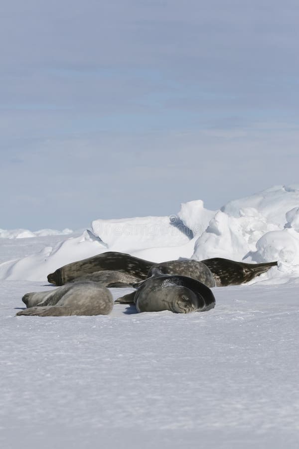 Weddell seals (Leptonychotes weddelli) resting on the sea ice in the Weddell Sea, Antarctica. Weddell seals (Leptonychotes weddelli) resting on the sea ice in the Weddell Sea, Antarctica