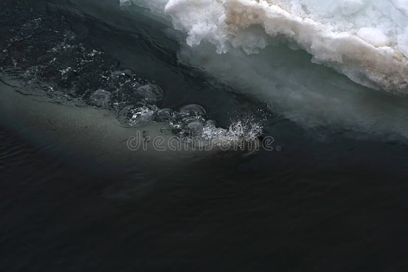 Weddell seal (Leptonychotes weddelli) in the water in the Weddell Sea, Antarctica. Weddell seal (Leptonychotes weddelli) in the water in the Weddell Sea, Antarctica