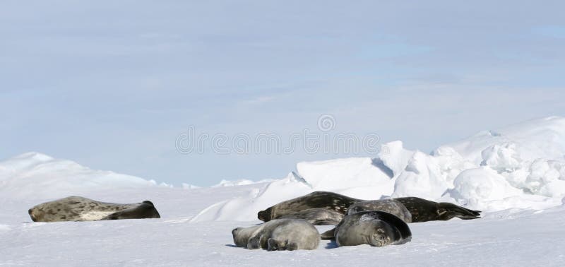 Weddell seals (Leptonychotes weddelli) resting on the sea ice in the Weddell Sea, Antarctica. Weddell seals (Leptonychotes weddelli) resting on the sea ice in the Weddell Sea, Antarctica