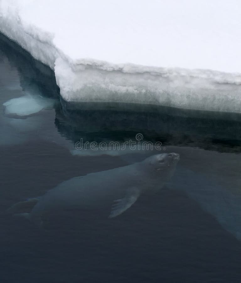 Weddell seal (Leptonychotes weddelli) in the water in the Weddell Sea, Antarctica. Weddell seal (Leptonychotes weddelli) in the water in the Weddell Sea, Antarctica