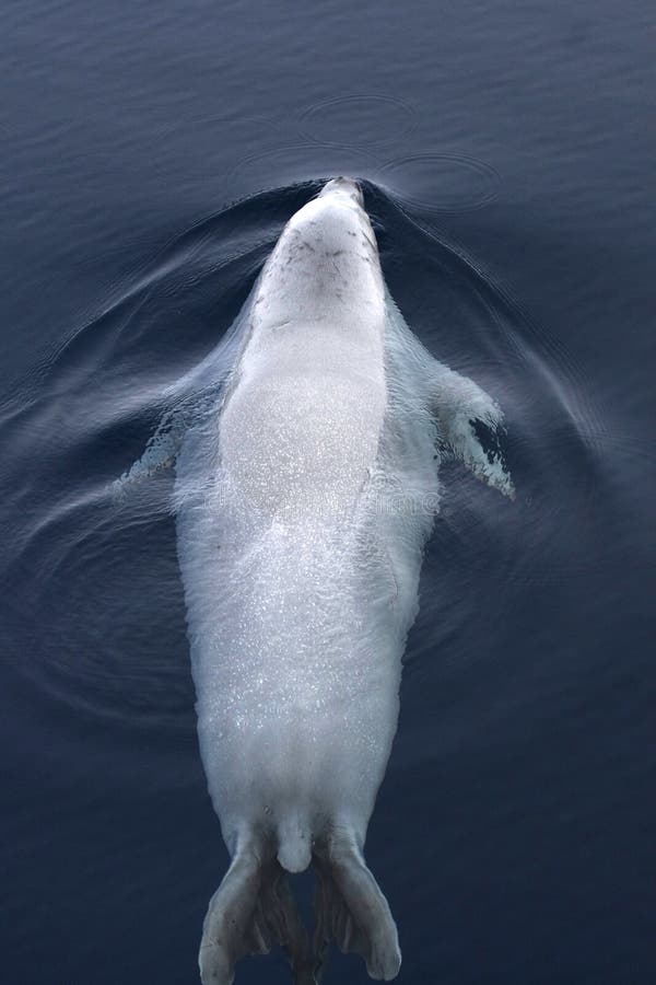 Weddell seal (Leptonychotes weddelli) in the water in the Weddell Sea, Antarctica. Weddell seal (Leptonychotes weddelli) in the water in the Weddell Sea, Antarctica