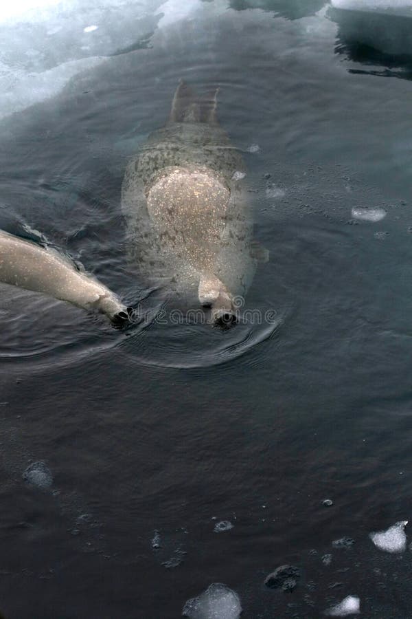 Weddell seal (Leptonychotes weddelli) in the water in the Weddell Sea, Antarctica. Weddell seal (Leptonychotes weddelli) in the water in the Weddell Sea, Antarctica