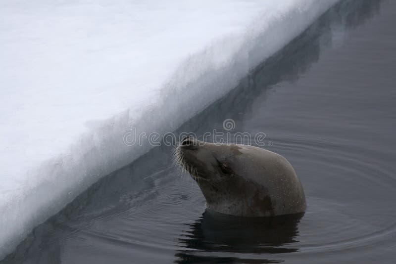 Weddell seal (Leptonychotes weddelli) in the water in the Weddell Sea, Antarctica. Weddell seal (Leptonychotes weddelli) in the water in the Weddell Sea, Antarctica