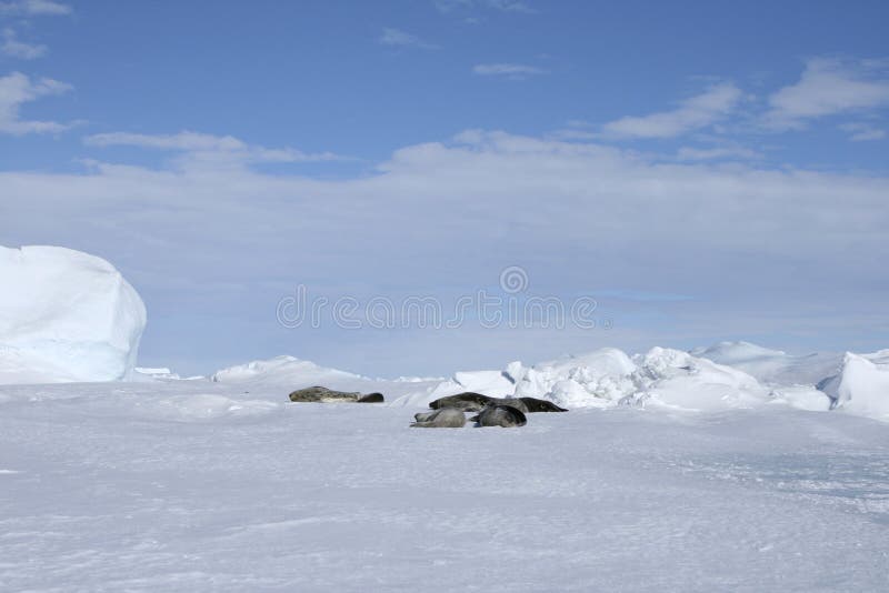 Weddell seals (Leptonychotes weddelli) resting on the sea ice in the Weddell Sea, Antarctica. Weddell seals (Leptonychotes weddelli) resting on the sea ice in the Weddell Sea, Antarctica