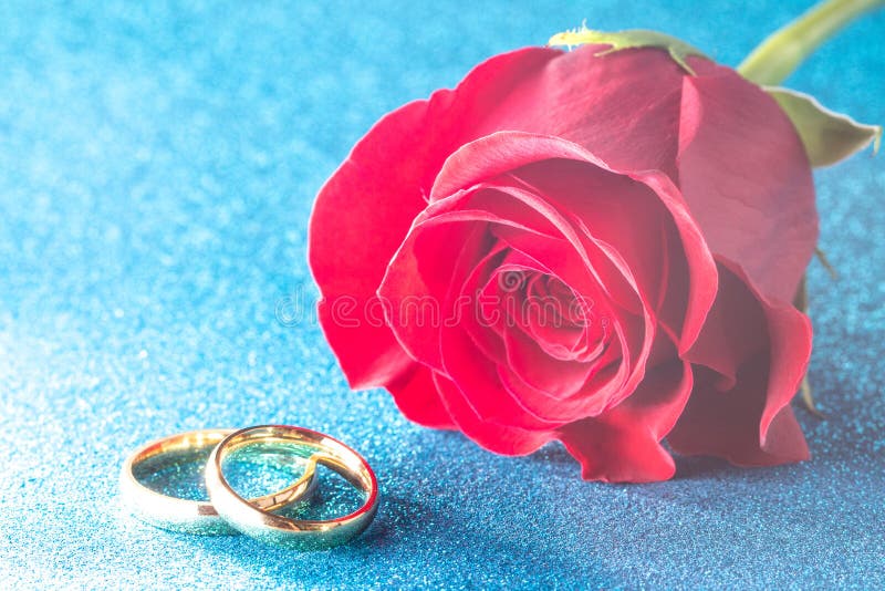 Wedding Bands and a Red Rose on a Blue Background Stock Photo Image