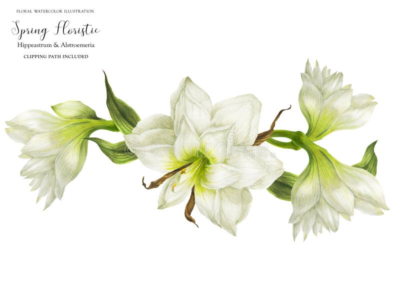 Wedding garland vignette with white hippeastrum flowers. Realistic watercolor illustration with clipping path stock illustration Wedding garland vignette with white hippeastrum flowers. Realistic watercolor illustration with clipping path stock illustration