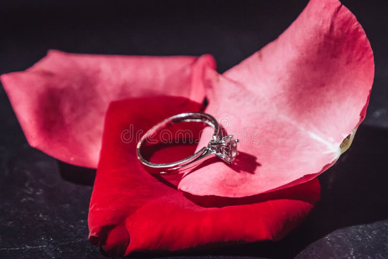 Wedding Ring on Rose Petals. Dark Background Stock Photo Image of