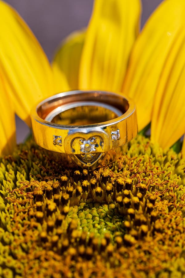 Wedding Ring On Sunflower In Garden On Sunrise Morning