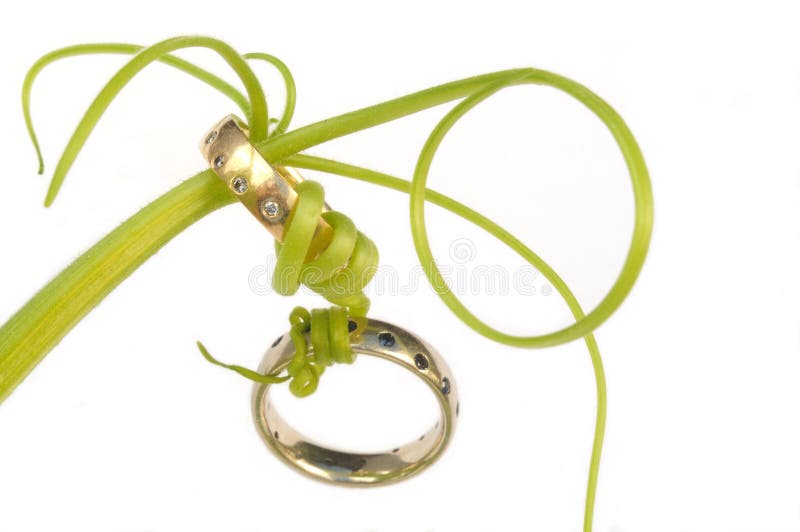 Wedding Rings Connected With Vines Picture. Image 6180076