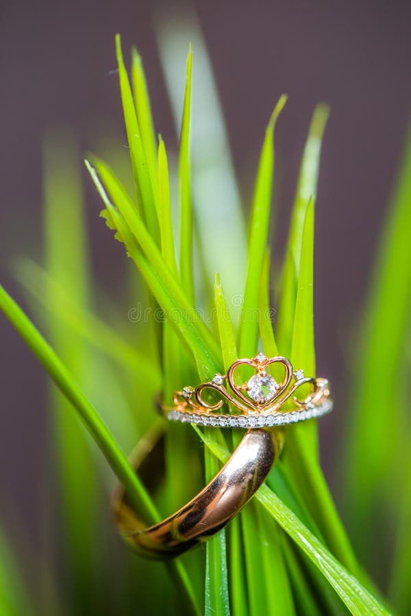 Wedding Rings in Green Grass in Studio, Daylight Stock Image Image of