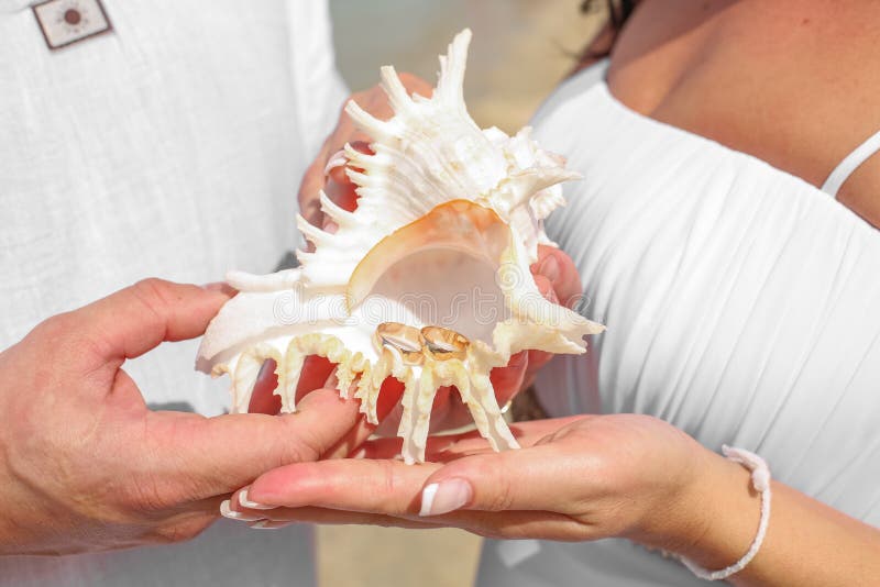 Wedding Rings Inside of a Seashell Stock Photo Image of diamond, background 56965308