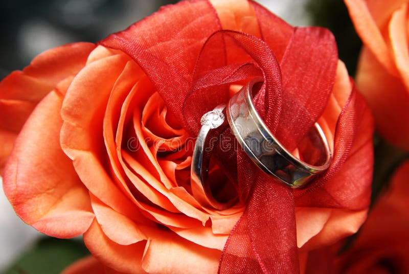 Wedding rings on a red rose