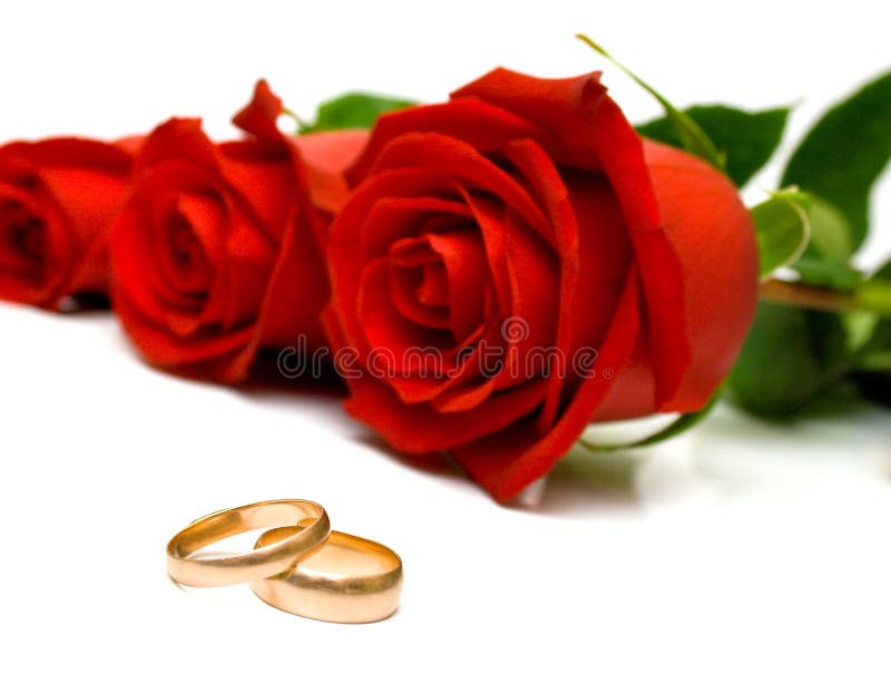 Wedding Rings and Red Roses Stock Photo Image of petal, gold 7403320