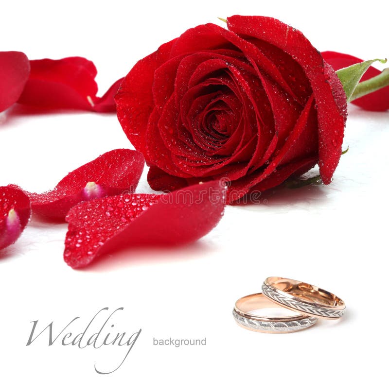 Wedding rings and roses royalty free stock photography