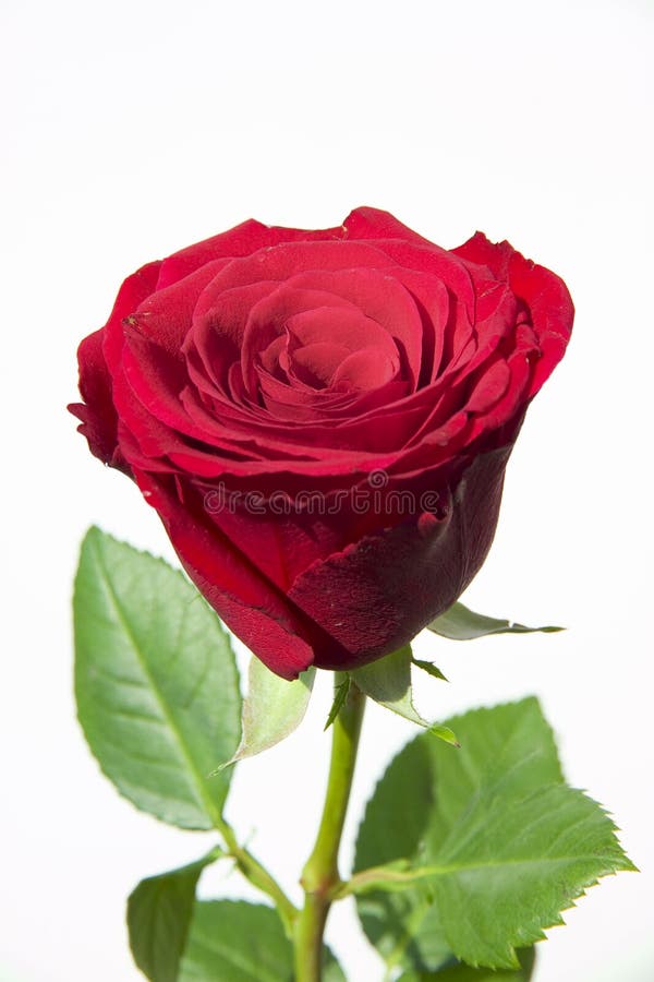 Wedding rose royalty free stock photos