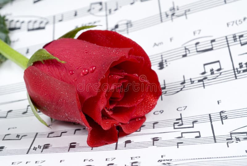 Wedding rose on piano music royalty free stock photos
