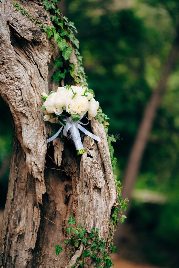 Wedding roses and peonies on olive tree bark. Wedding in Montene. Ceremony, groom.