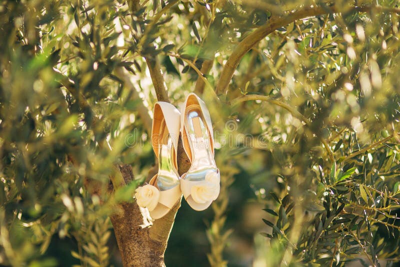 Wedding shoes of the bride hang on a branch of an olive tree