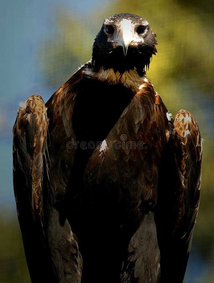 Wedge Tail Eagle stock image. Image of large, prey, nature - 7179165