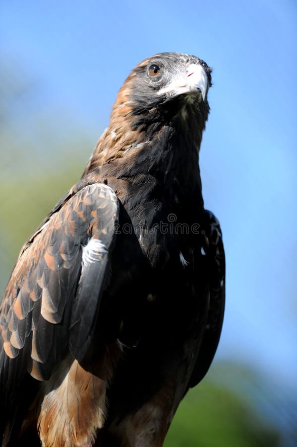 Wedge Tailed Eagle