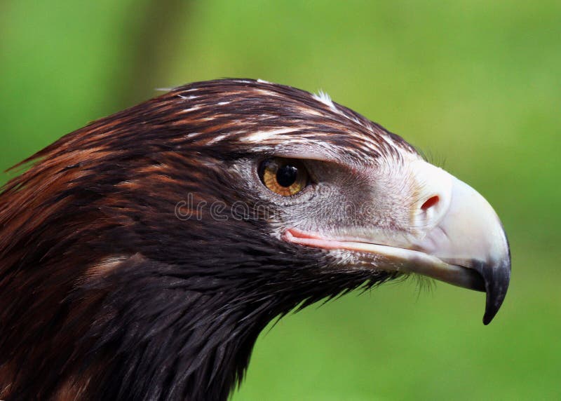 Wedge-Tailed Eagle Closeup stock photo. Image of native - 36353010