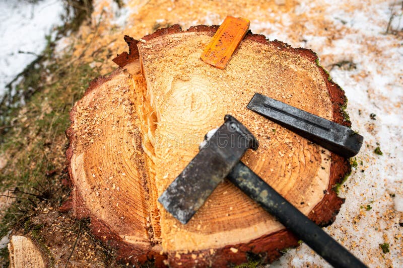 Wedges and a Hammer Lying on a Stump of a Felled Tree Stock Image
