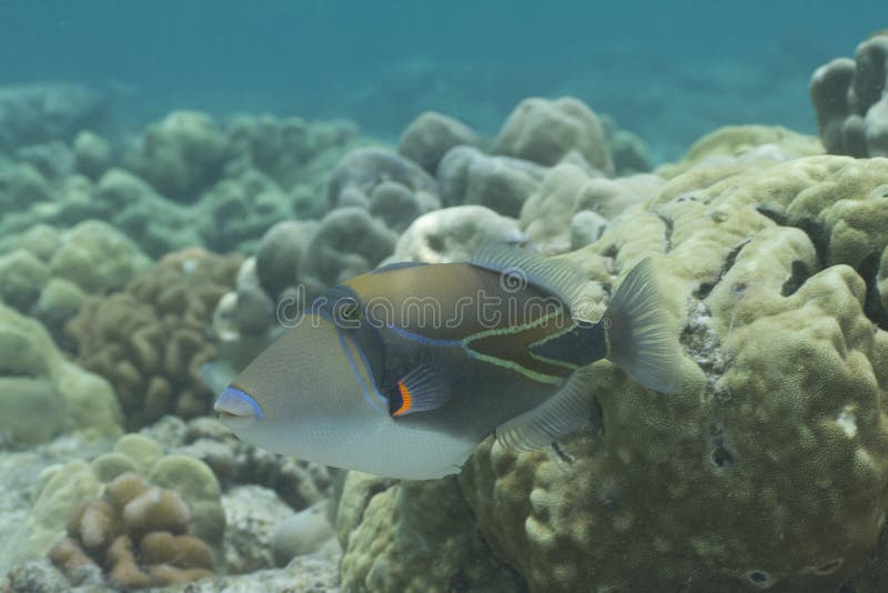 Wedgetail Triggerfish stock image. Image of hawaii, island - 26108003