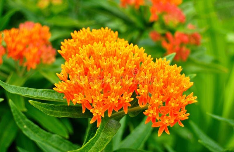 Butterfly Weed (Asclepias tuberosa) Milkweed Wildflower, Close-up. Butterfly Weed (Asclepias tuberosa) Milkweed Wildflower, Close-up