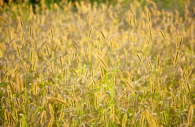 Weed grass over corn field stock photo. Image of reap 20226416