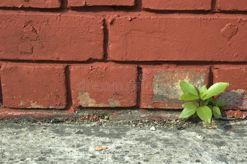 Weed Growing