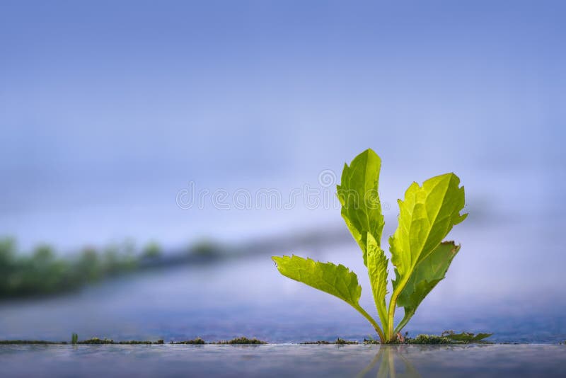 gæld køn maler 3,635 Nature Adaptation Photos - Free & Royalty-Free Stock Photos from  Dreamstime