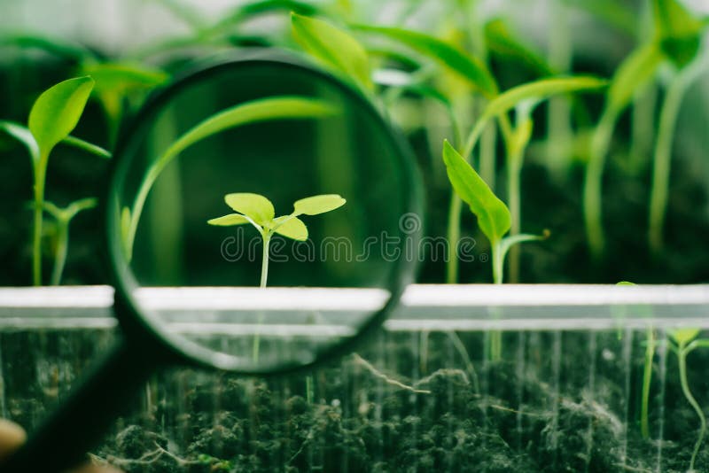 Weed in magnifier. Eco design concept. Shallow depth of field