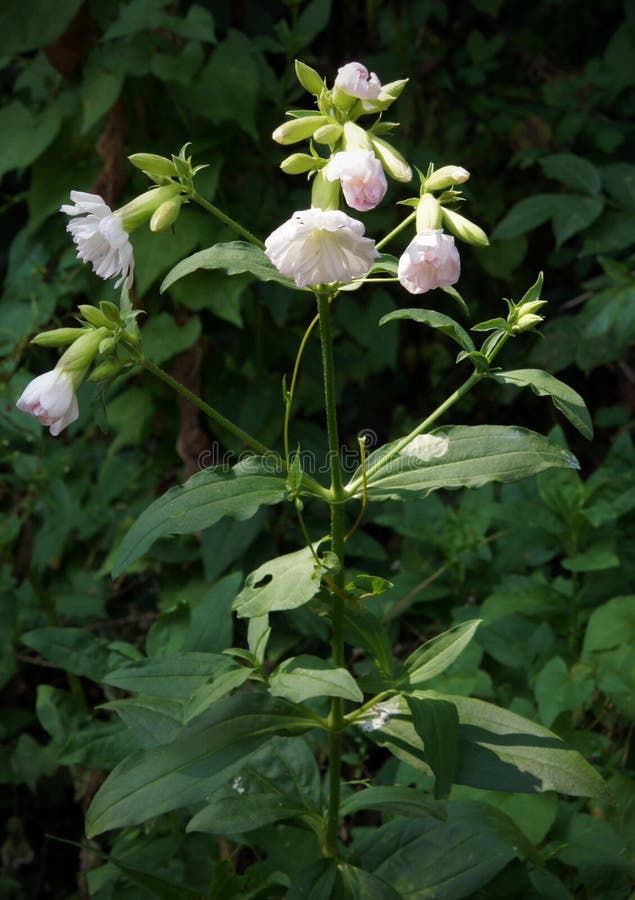 Weed with Pale Pink Flowers Stock Photo Image of close, garden 81698712