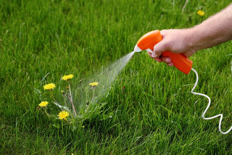 Spraying chemical weed killer on a dandelion.
