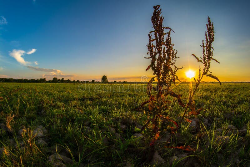 Weed in sunset stock photo. Image of sunshine, botanic 18378532