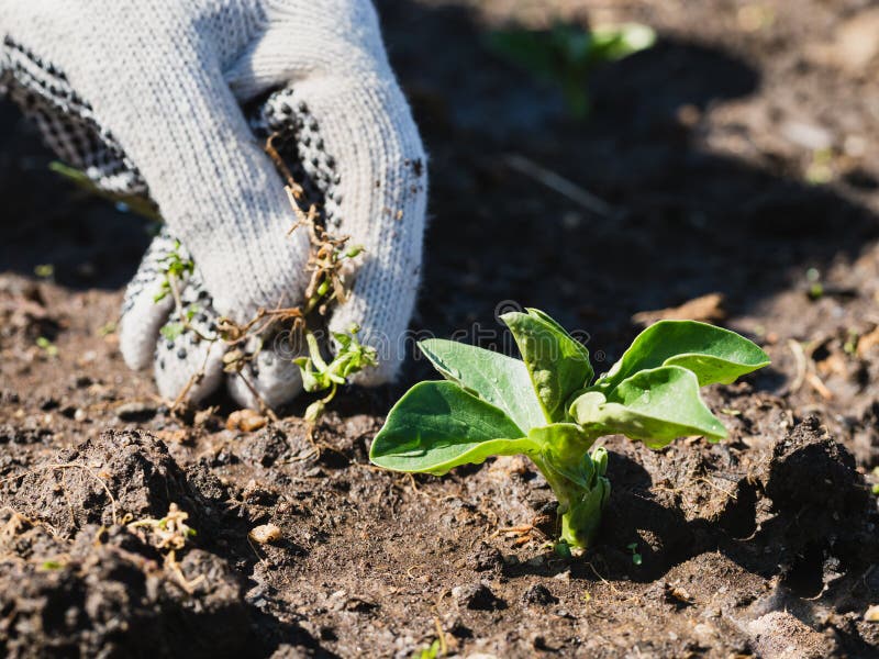 Weeding young fava beans in the early spring. Farmer`s hand in the glove holding a weed plant. Weeding young fava beans in the early spring. Farmer`s hand in the glove holding a weed plant