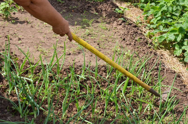 Weeding the Garden from the Grass with the Hoe Stock Image Image of