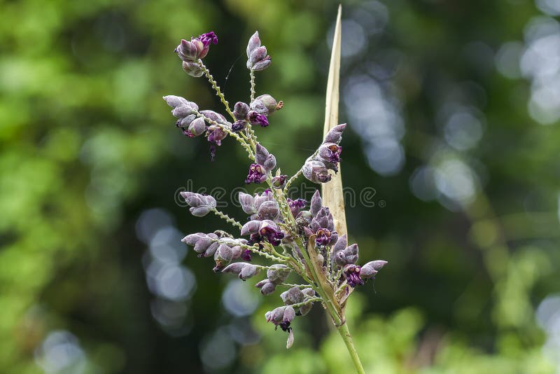 Weeds in nature, flowering purple. royalty free stock photography Weeds in nature, flowering purple. royalty free stock photography