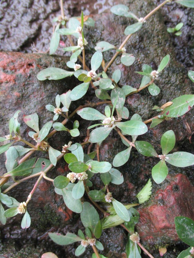 plant with soft thorns plant with soft thorns