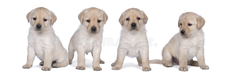 3 035 White Labrador Puppies Photos Free Royalty Free Stock Photos From Dreamstime