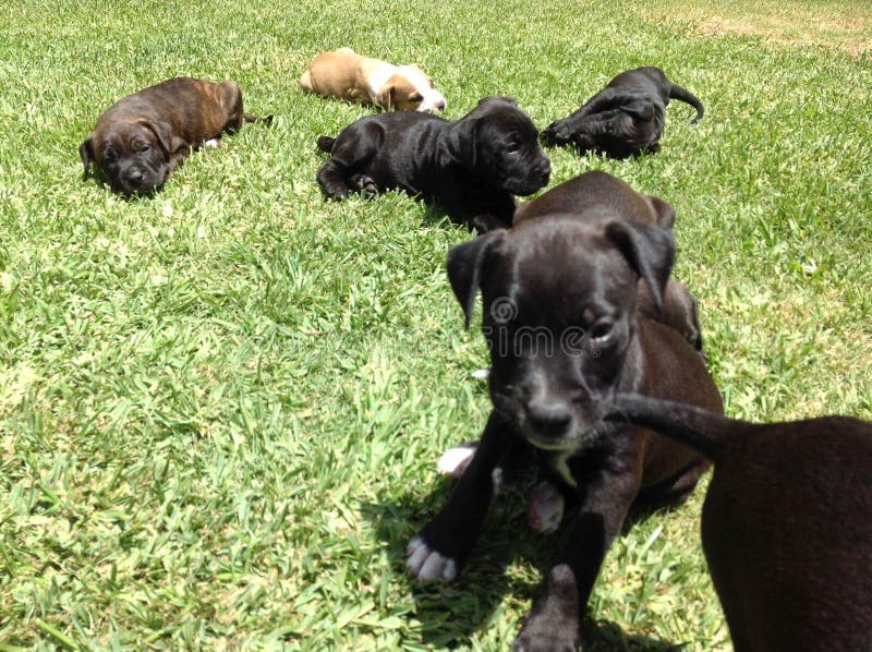 staffy 8 weeks old