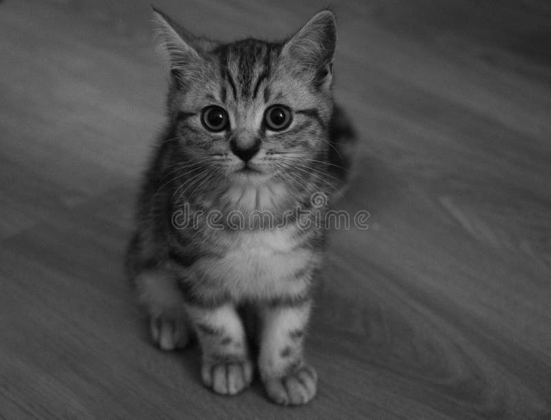 Little grey cat stock photo. Image of breed, hair, home 203312126