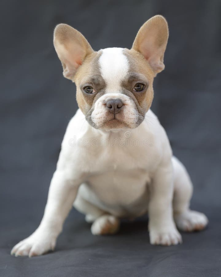 Frenchie Puppy stock image. Image of french, puppy, white - 28669991