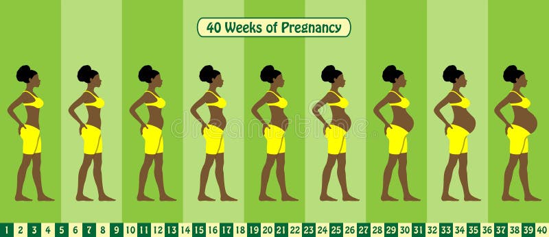 Bra Pregnancy Stock Illustrations – 82 Bra Pregnancy Stock