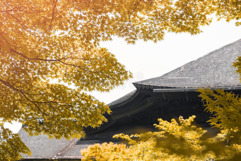 Weelderig geel en gouden gebladerte van Japanse esdoornboom tijdens de herfst stock foto's Weelderig geel en gouden gebladerte van Japanse esdoornboom tijdens de herfst stock foto's