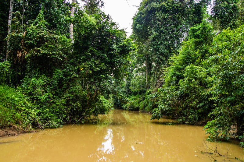 Weelderig regenwoud langs geel water Sabah, Borneo maleisië royalty-vrije stock foto's Weelderig regenwoud langs geel water Sabah, Borneo maleisië royalty-vrije stock foto's