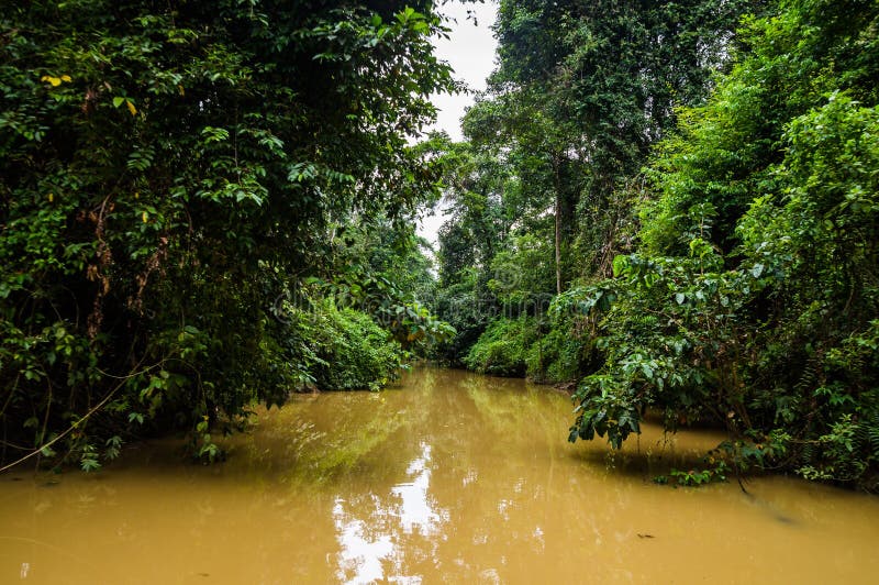 Weelderig regenwoud langs gele waterschatplichtige van Kinabatangan riv royalty-vrije stock fotografie Weelderig regenwoud langs gele waterschatplichtige van Kinabatangan riv royalty-vrije stock fotografie