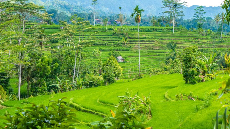 Weelderige groene Rijst tarrace in Sidemen Bali, Indonesië royalty-vrije stock fotografie Weelderige groene Rijst tarrace in Sidemen Bali, Indonesië royalty-vrije stock fotografie